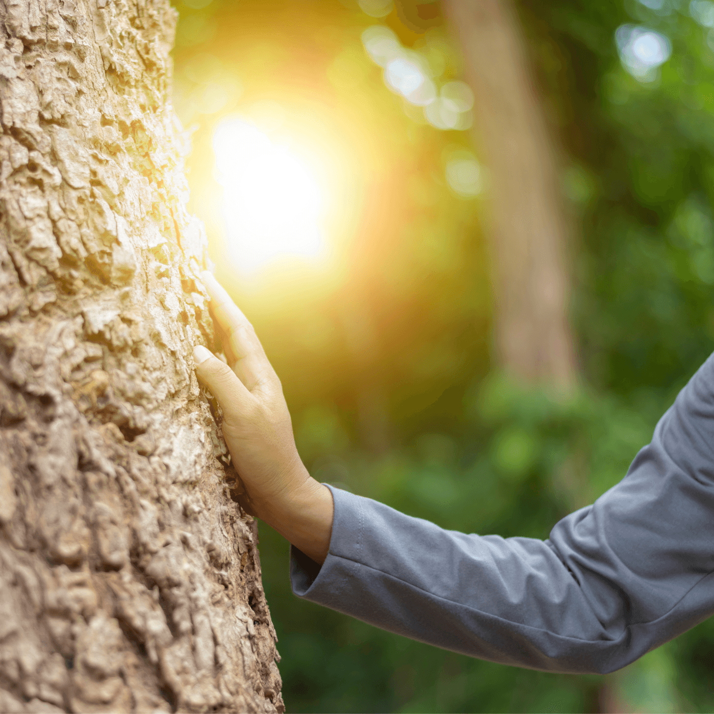 Hand berührt Baumstamm